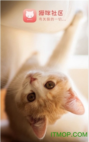猫咪社区app官网进入